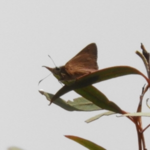 Hesperilla idothea at Acton, ACT - 26 Nov 2018