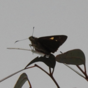 Hesperilla idothea at Acton, ACT - 26 Nov 2018