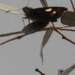 Hesperilla idothea at Acton, ACT - 26 Nov 2018