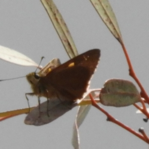 Hesperilla idothea at Acton, ACT - 26 Nov 2018