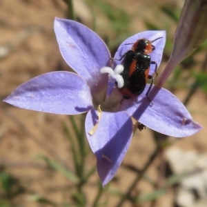 Dicranolaius villosus at Majura, ACT - 26 Nov 2018 04:16 PM