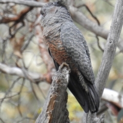 Callocephalon fimbriatum at Acton, ACT - suppressed