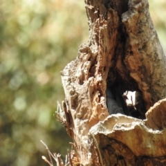 Callocephalon fimbriatum at Acton, ACT - suppressed