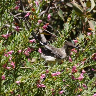 Anthochaera carunculata (Red Wattlebird) at Acton, ACT - 11 Nov 2018 by ClubFED