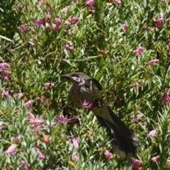 Anthochaera carunculata at Acton, ACT - 11 Nov 2018 11:19 AM