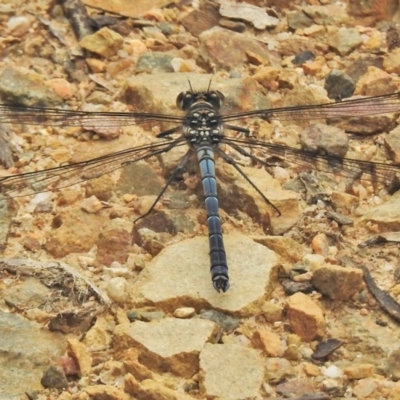 Diphlebia lestoides (Whitewater Rockmaster) at Gibraltar Pines - 26 Nov 2018 by JohnBundock