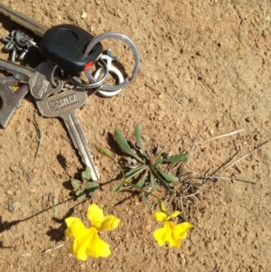 Goodenia pinnatifida at Cooma, NSW - 27 Nov 2018