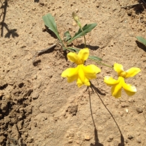 Goodenia pinnatifida at Cooma, NSW - 27 Nov 2018