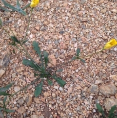 Goodenia pinnatifida at Cooma, NSW - 27 Nov 2018