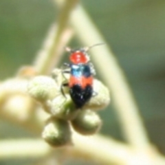 Dicranolaius cinctus (Notched-leg Red & Blue Flower Beetle) at Tura Beach, NSW - 24 Nov 2018 by StarHair