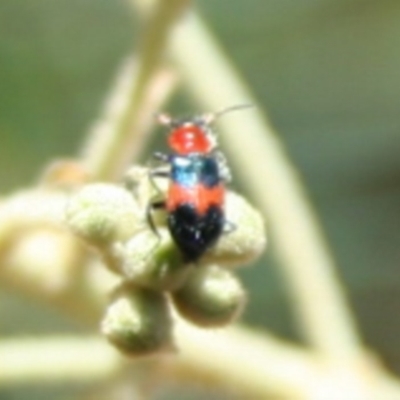 Dicranolaius sp. (Flower beetle) at Tura Beach, NSW - 24 Nov 2018 by StarHair