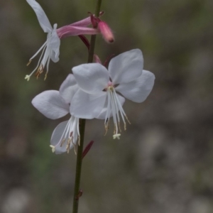 Oenothera lindheimeri at Belconnen, ACT - 26 Nov 2018