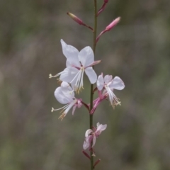 Oenothera lindheimeri at Belconnen, ACT - 26 Nov 2018