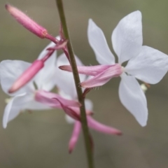 Oenothera lindheimeri at Belconnen, ACT - 26 Nov 2018