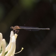 Nososticta solida (Orange Threadtail) at Canberra, ACT - 26 Nov 2018 by AlisonMilton