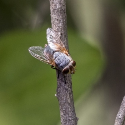 Calliphoridae (family) (Unidentified blowfly) at Belconnen, ACT - 26 Nov 2018 by AlisonMilton