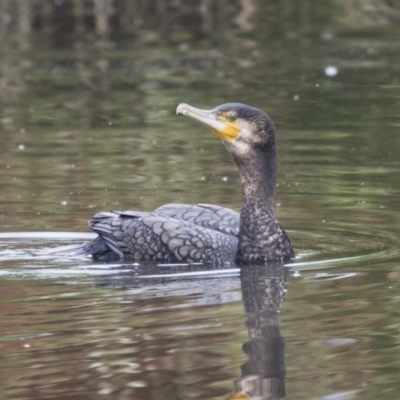 Phalacrocorax carbo (Great Cormorant) at Belconnen, ACT - 26 Nov 2018 by Alison Milton