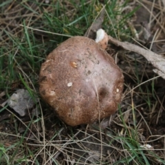 zz agaric (stem; gills white/cream) at Belconnen, ACT - 26 Nov 2018 by Alison Milton