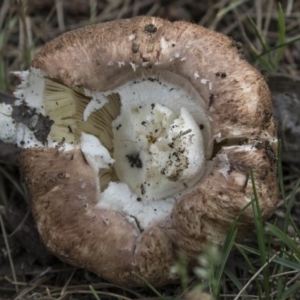 zz agaric (stem; gills white/cream) at Belconnen, ACT - 26 Nov 2018