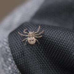 Cymbacha ocellata (Crab spider) at Canberra, ACT - 26 Nov 2018 by Alison Milton