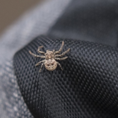 Cymbacha ocellata (Crab spider) at Canberra, ACT - 26 Nov 2018 by AlisonMilton