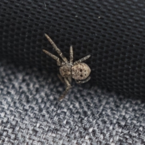 Cymbacha ocellata at Canberra, ACT - 26 Nov 2018