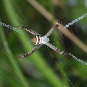 Argiope keyserlingi at Belconnen, ACT - 25 Nov 2018