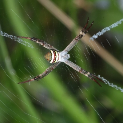 Argiope keyserlingi (St Andrew's Cross Spider) at Belconnen, ACT - 25 Nov 2018 by Harrisi