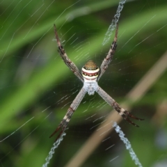 Argiope keyserlingi at Belconnen, ACT - 25 Nov 2018