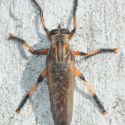 Asilinae sp. (subfamily) (Unidentified asiline Robberfly) at Aranda Bushland - 24 Nov 2018 by Harrisi