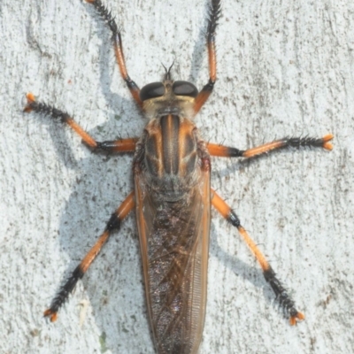 Asilinae sp. (subfamily) (Unidentified asiline Robberfly) at Dunlop, ACT - 24 Nov 2018 by Harrisi