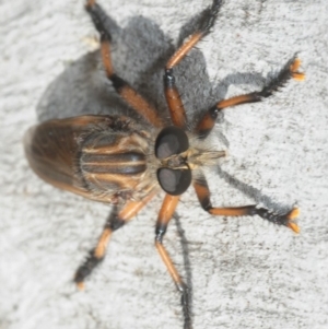 Asilinae sp. (subfamily) at Dunlop, ACT - 25 Nov 2018 08:56 AM