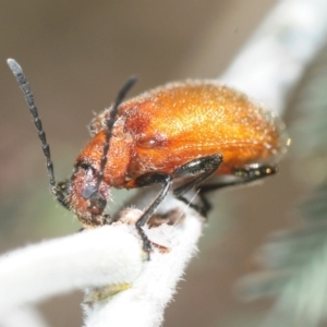 Ecnolagria grandis at Dunlop, ACT - 25 Nov 2018 09:23 AM