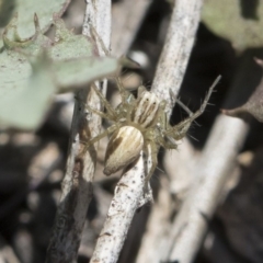 Oxyopes sp. (genus) (Lynx spider) at Michelago, NSW - 11 Nov 2018 by Illilanga