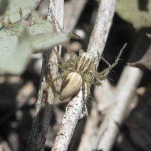 Oxyopes sp. (genus) at Michelago, NSW - 12 Nov 2018 09:38 AM