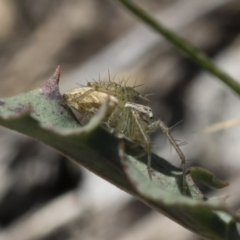 Oxyopes sp. (genus) at Michelago, NSW - 12 Nov 2018 09:38 AM