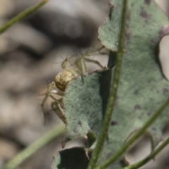 Oxyopes sp. (genus) at Michelago, NSW - 12 Nov 2018 09:38 AM