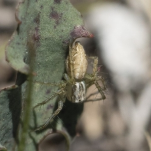 Oxyopes sp. (genus) at Michelago, NSW - 12 Nov 2018 09:38 AM