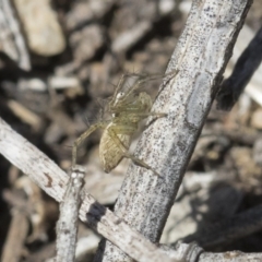 Oxyopes sp. (genus) at Michelago, NSW - 12 Nov 2018 09:38 AM