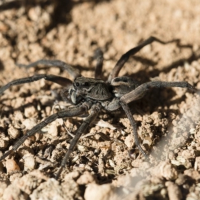 Tasmanicosa sp. (genus) (Unidentified Tasmanicosa wolf spider) at Michelago, NSW - 21 Jun 2018 by Illilanga