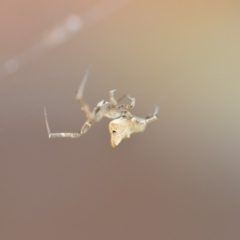 Uloboridae (family) (Unidentified venomless spider) at Wamboin, NSW - 29 Oct 2018 by natureguy