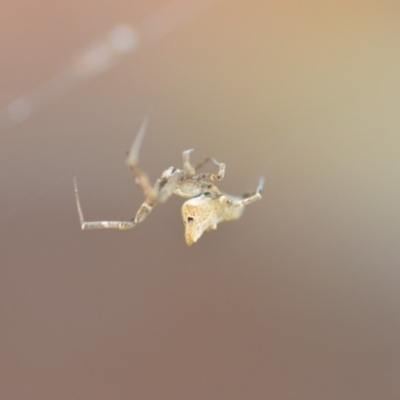 Uloboridae (family) (Unidentified venomless spider) at Wamboin, NSW - 30 Oct 2018 by natureguy