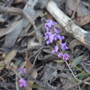 Hovea heterophylla at Wamboin, NSW - 9 Sep 2018