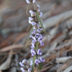 Hovea heterophylla at Wamboin, NSW - 9 Sep 2018 09:09 PM