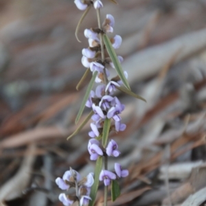 Hovea heterophylla at Wamboin, NSW - 9 Sep 2018