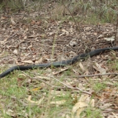 Pseudechis porphyriacus (Red-bellied Black Snake) at North Narooma, NSW - 25 Nov 2018 by nickhopkins