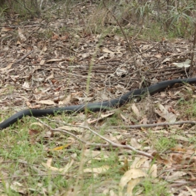 Pseudechis porphyriacus (Red-bellied Black Snake) at North Narooma, NSW - 26 Nov 2018 by nickhopkins