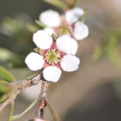 Gaudium multicaule at Wamboin, NSW - 2 Nov 2018