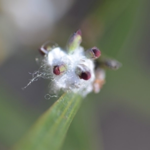 Bossiaea riparia at Wamboin, NSW - 2 Nov 2018