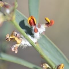 Bossiaea riparia at Wamboin, NSW - 2 Nov 2018